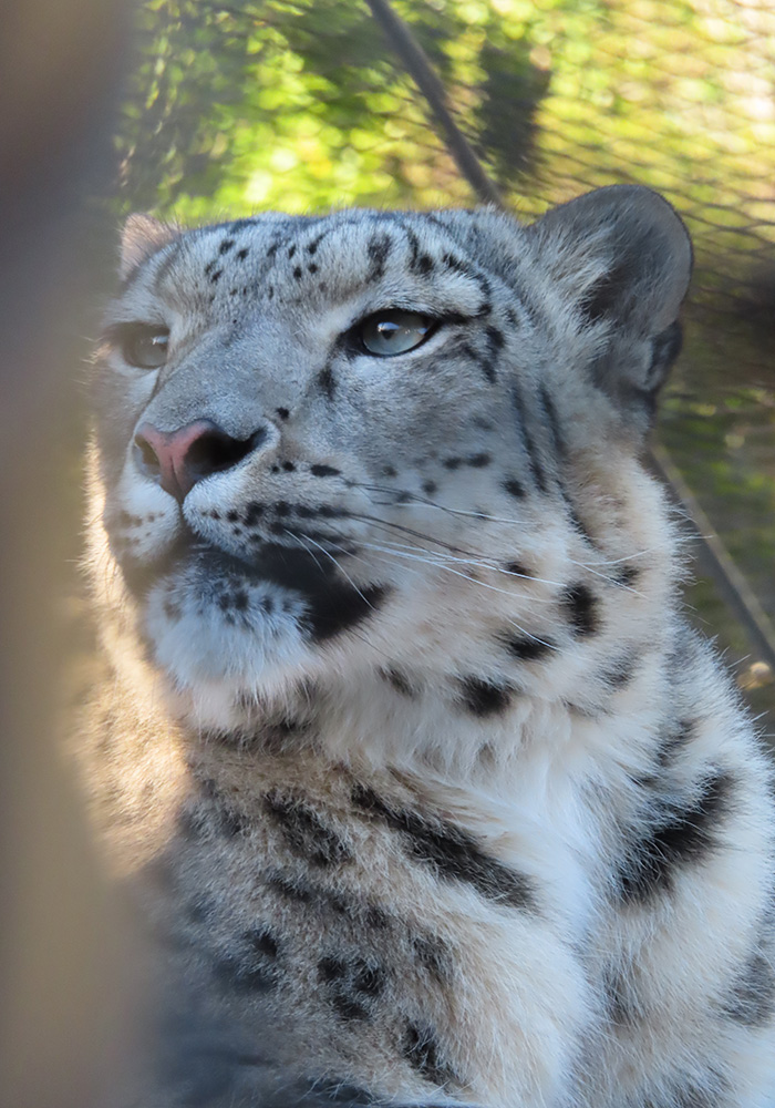 Snow Leopard Enclosure